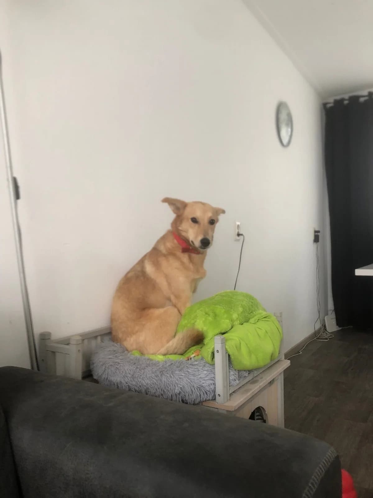 Sandy, female Mixed Breed for adoption at Stichting Huis voor Dieren