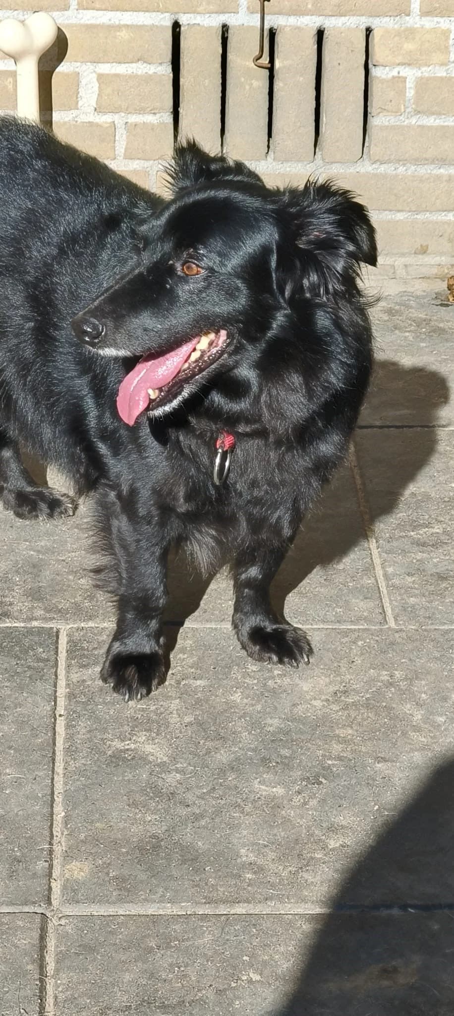 James, male Mixed Breed for adoption at Stichting Huis voor Dieren