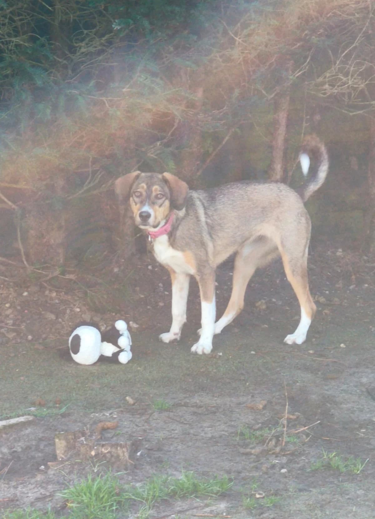 Senna, female Mixed Breed for adoption at Stichting Huis voor Dieren