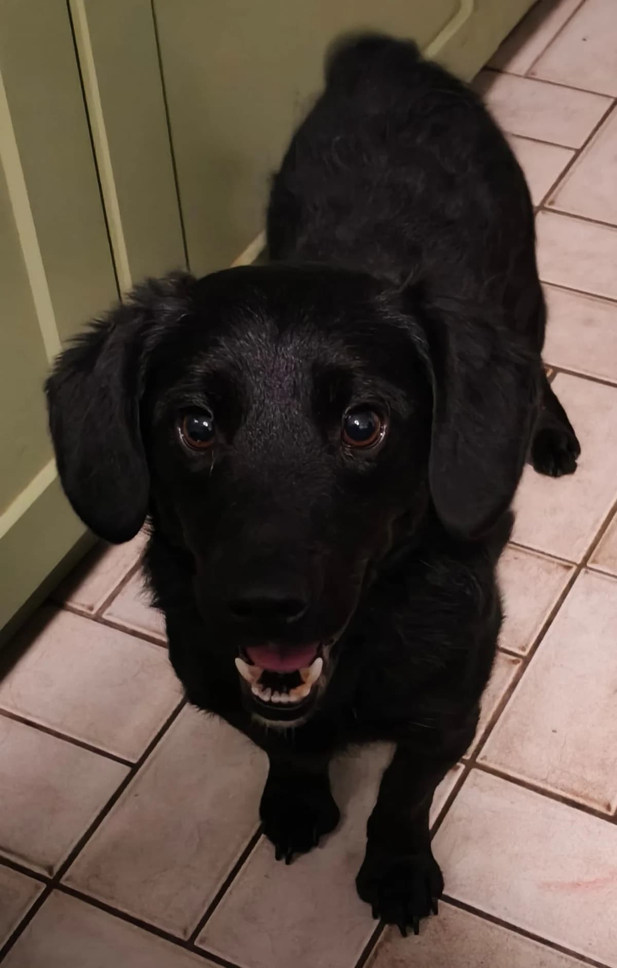 Niko, male Mixed Breed for adoption at Stichting Huis voor Dieren
