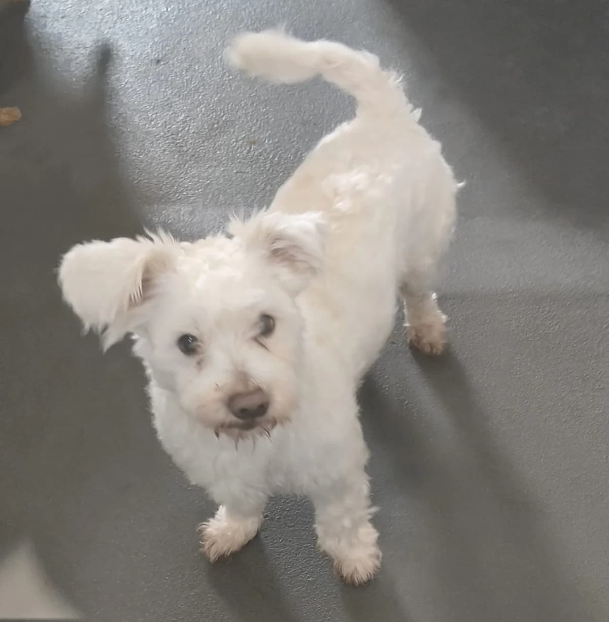 Sanjo, male Mixed Breed for adoption at Stichting Huis voor Dieren