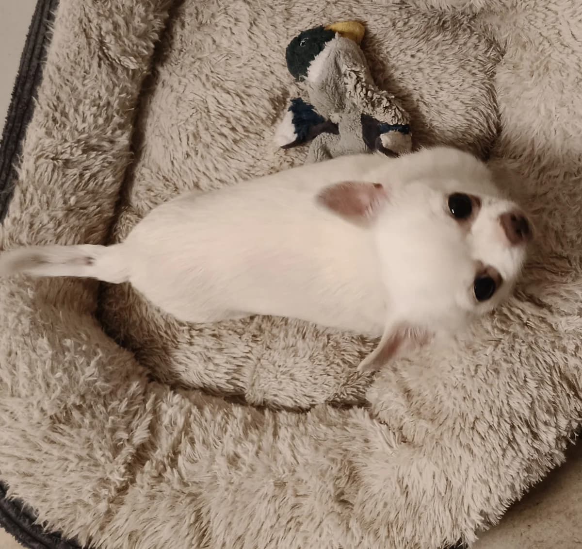 Koekie, male Mixed Breed for adoption at Stichting Huis voor Dieren