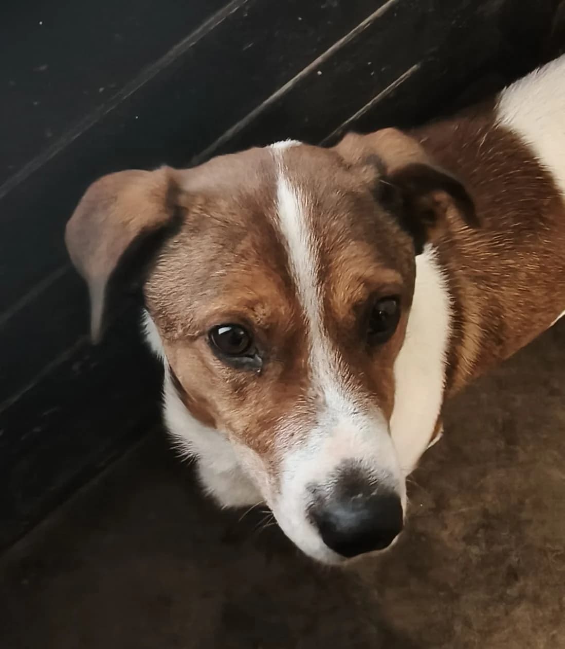 Vinny, male Mixed Breed for adoption at Stichting Huis voor Dieren