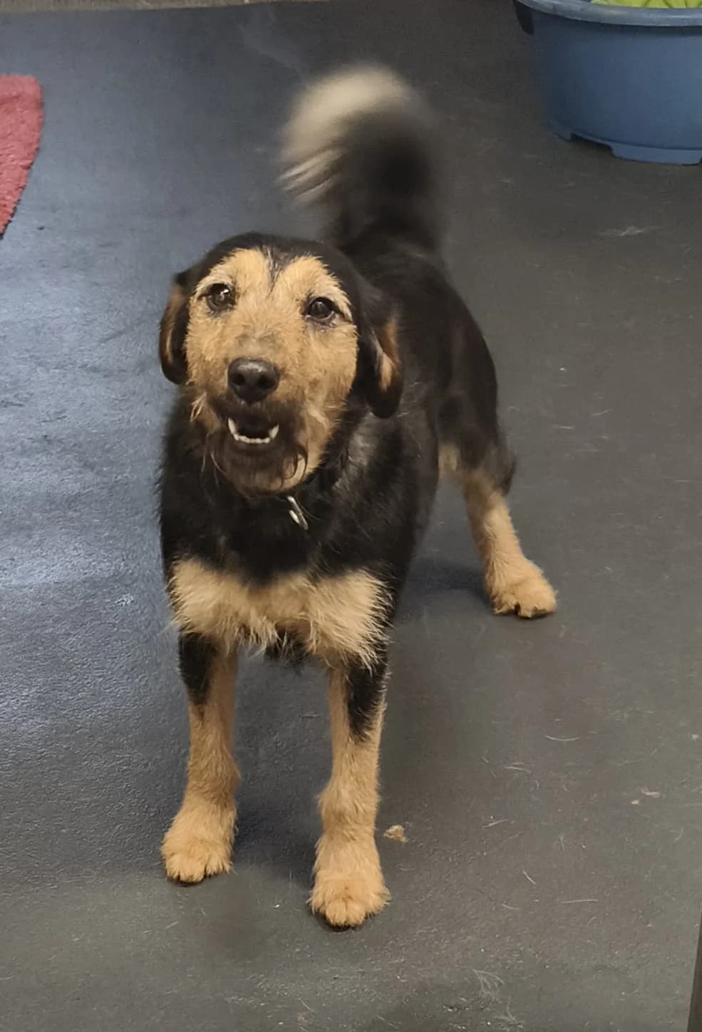 Nora, female Mixed Breed for adoption at Stichting Huis voor Dieren