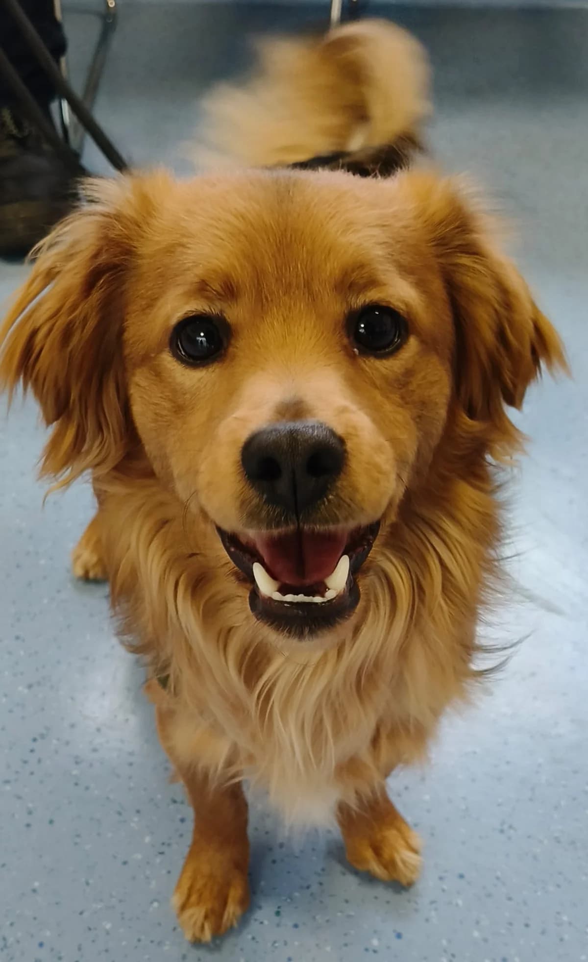 Elvis, puppy Mixed Breed for adoption at Stichting Huis voor Dieren