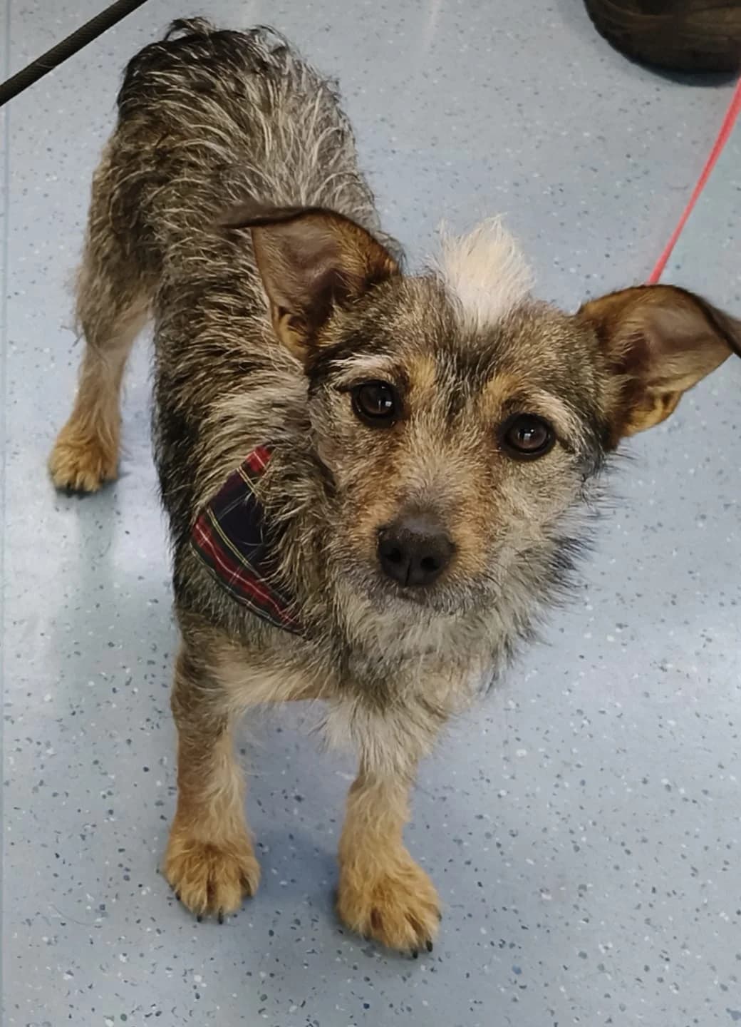 Lilly, female Mixed Breed for adoption at Stichting Huis voor Dieren