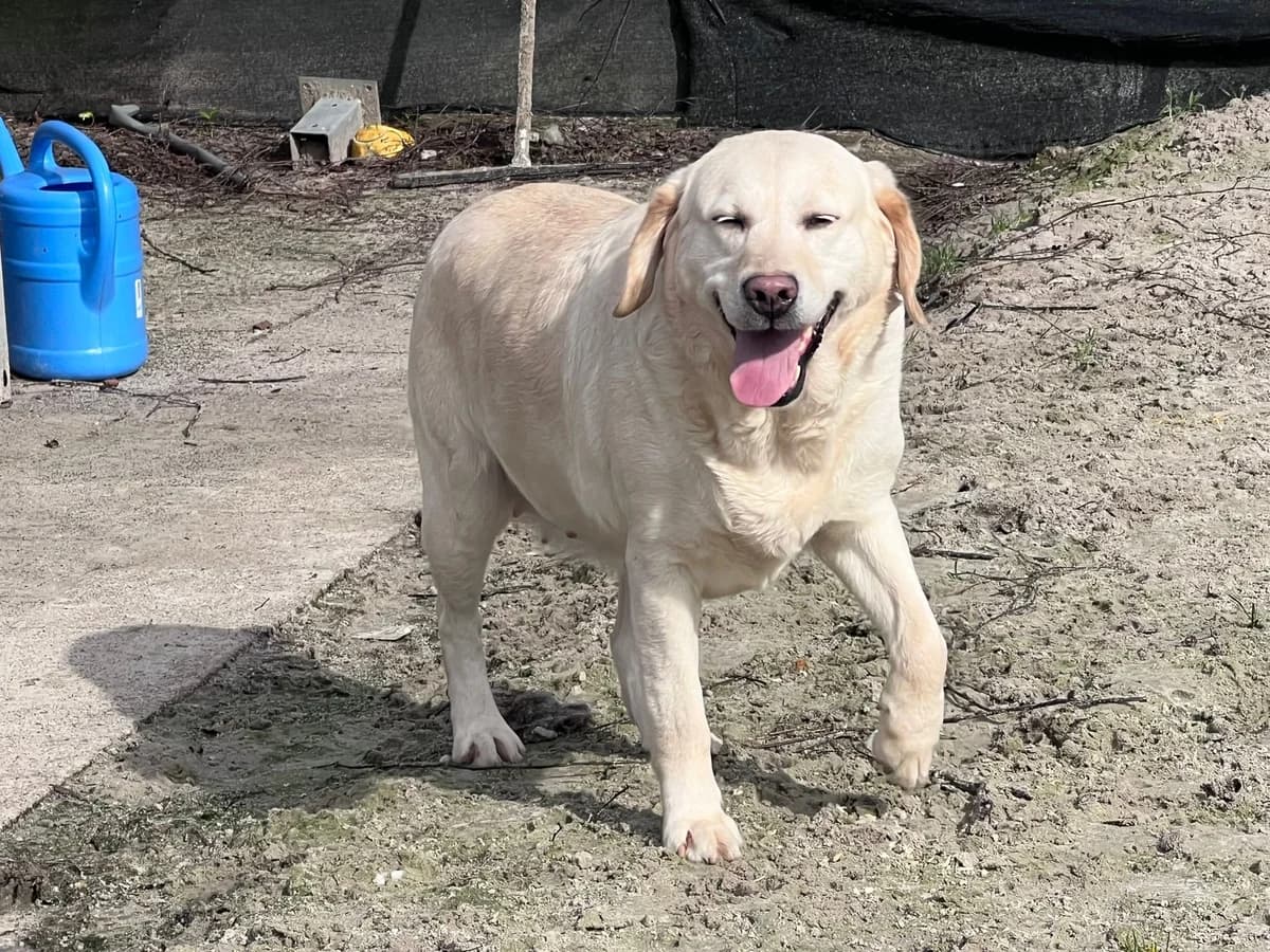 Minka, female Mixed Breed for adoption at Stichting Huis voor Dieren