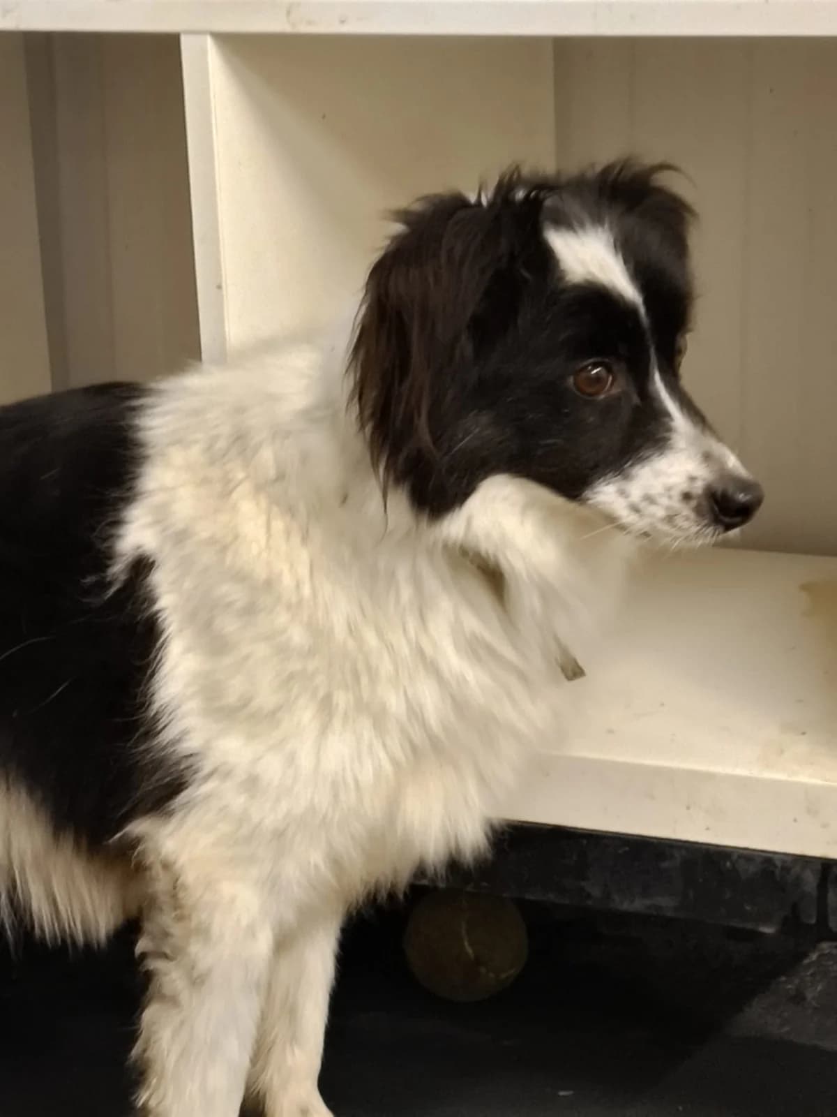 Bono, male Mixed Breed for adoption at Stichting Huis voor Dieren