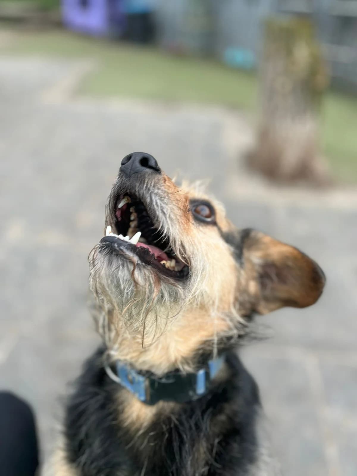 Reno, male Mixed Breed for adoption at Stichting Huis voor Dieren