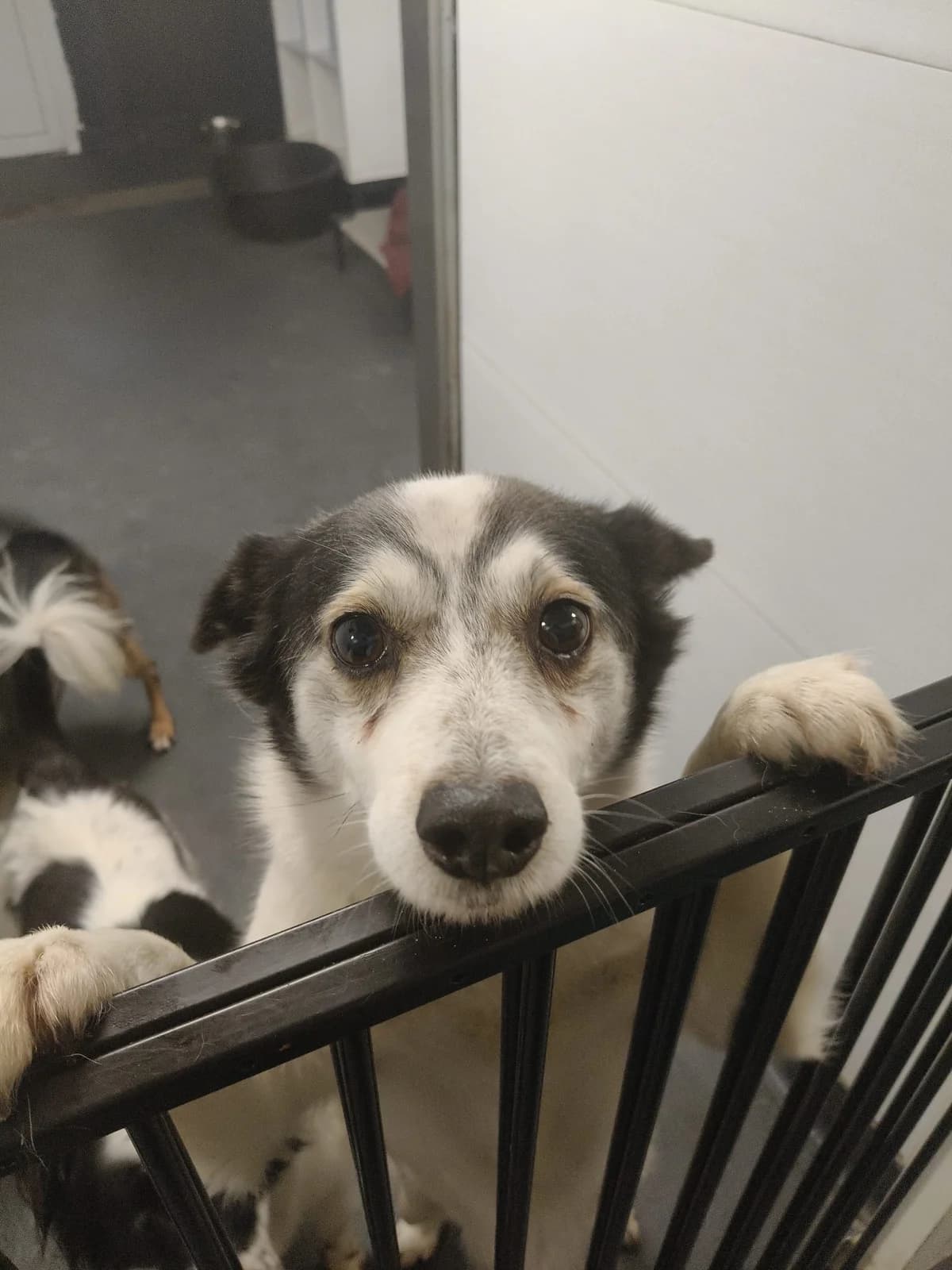 Rozek, male senior Mixed Breed for adoption at Stichting Huis voor Dieren