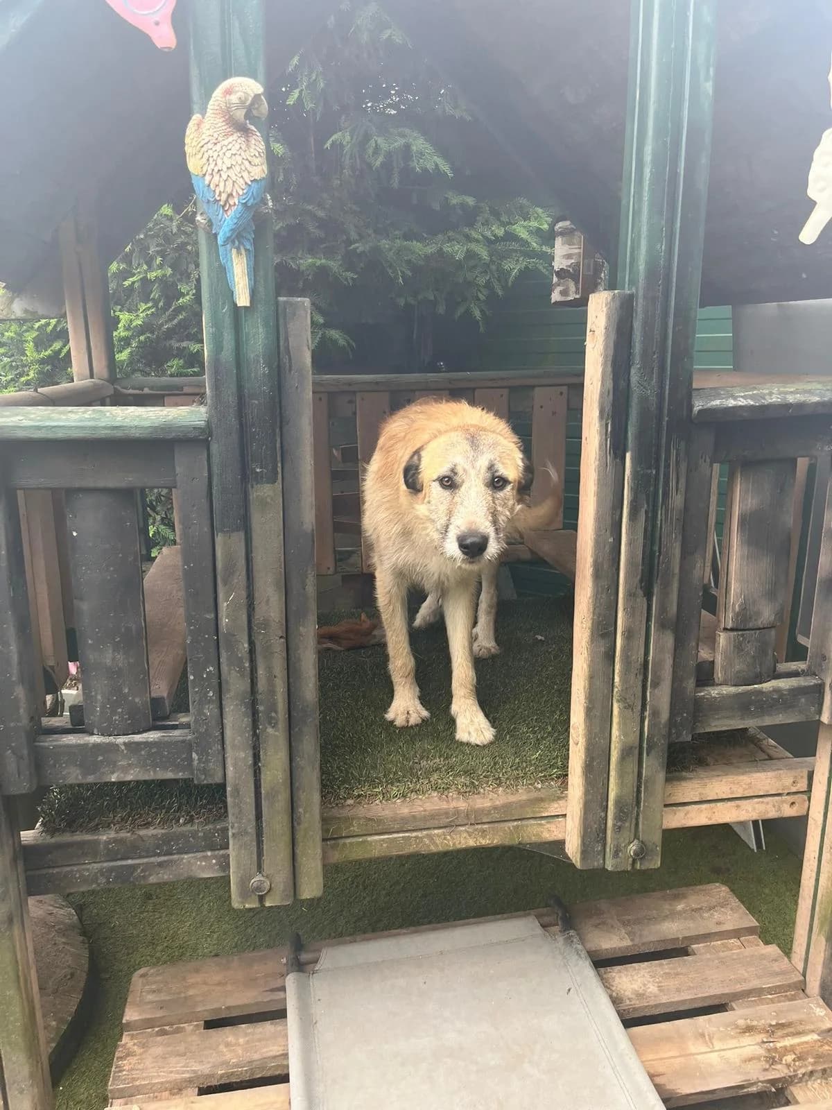 Otis, male Mixed Breed for adoption at Stichting Huis voor Dieren