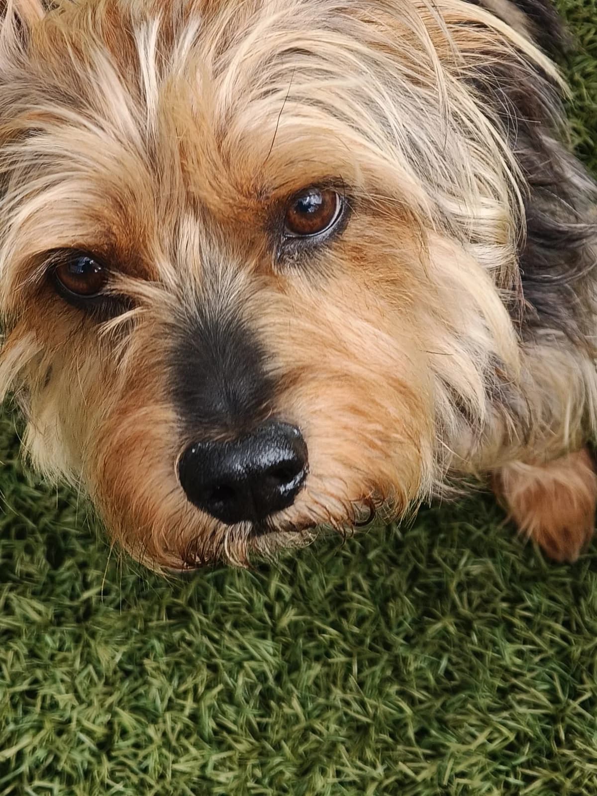 Pipo, male Mixed Breed for adoption at Stichting Huis voor Dieren