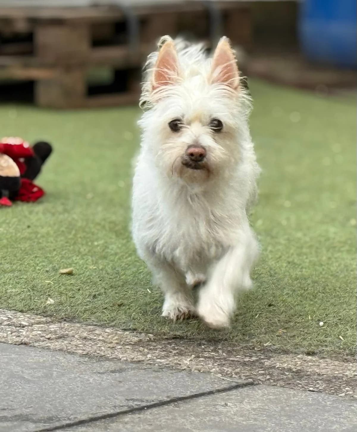 Chivas, male Mixed Breed for adoption at Stichting Huis voor Dieren