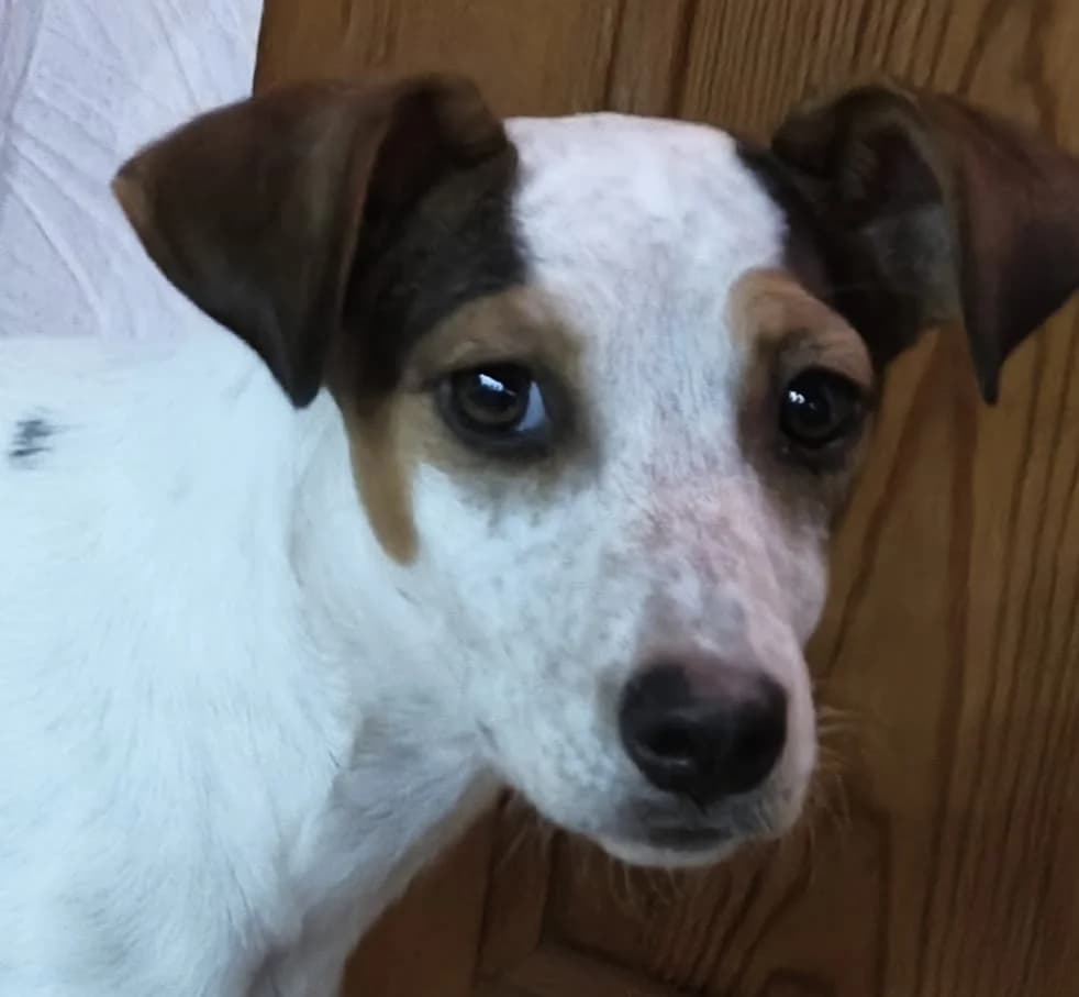 Abby, female puppy Mixed Breed for adoption at Stichting Huis voor Dieren