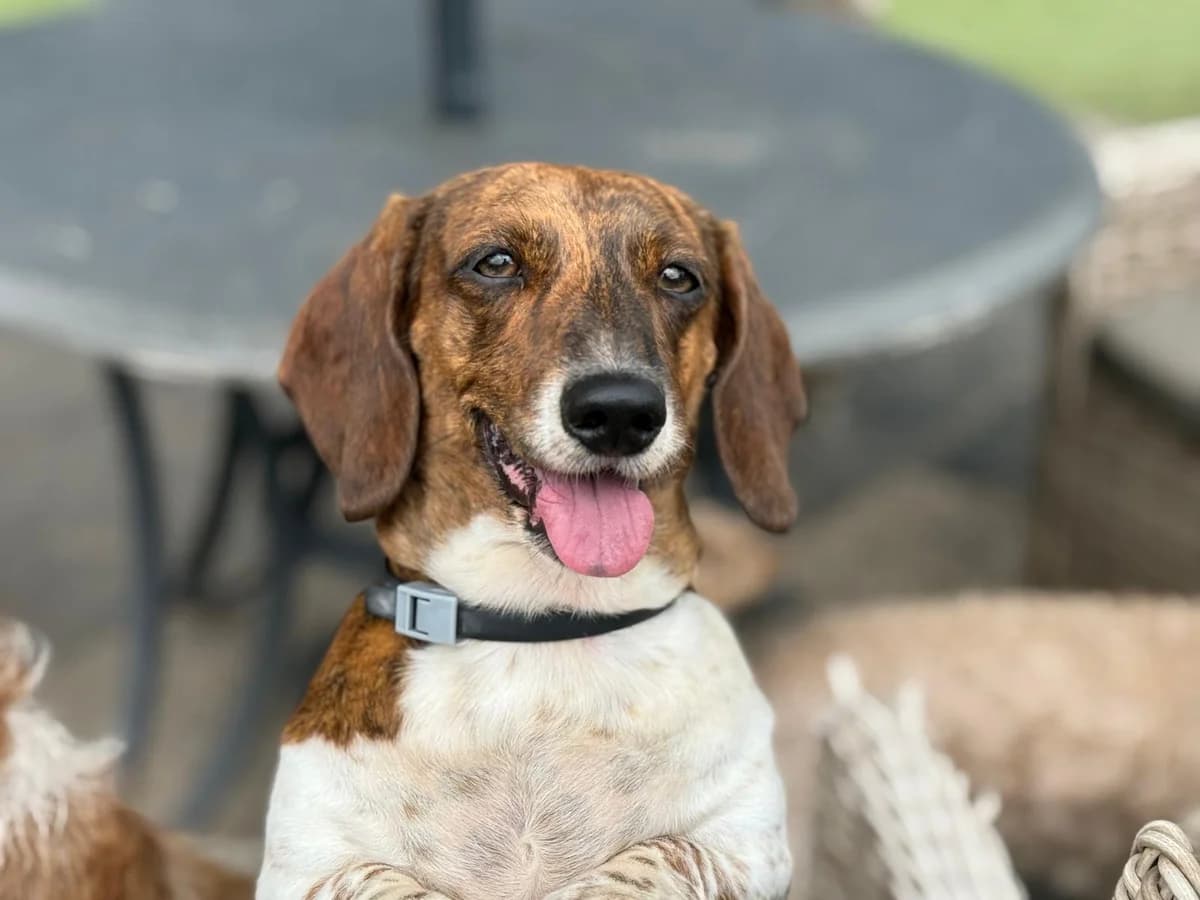 Mats en Buzz, male Mixed Breed for adoption at Stichting Huis voor Dieren