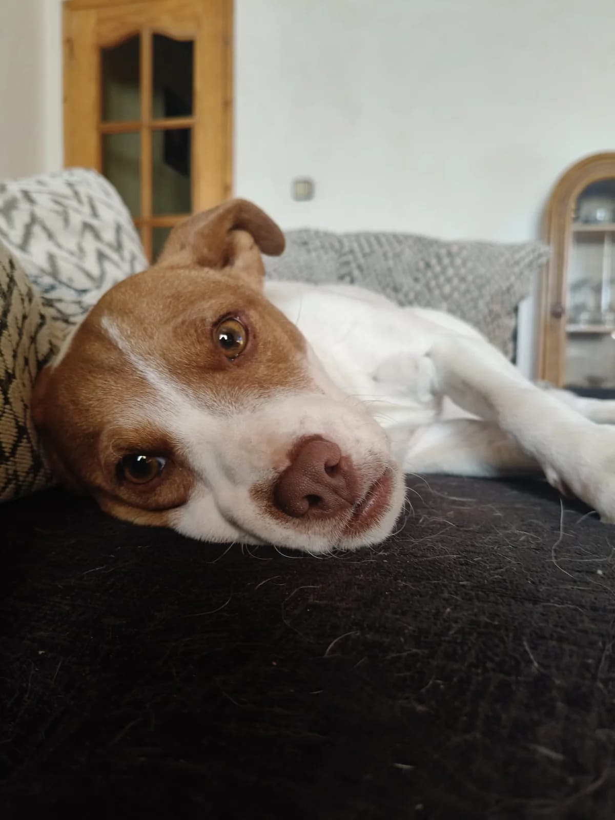 Milo, male Mixed Breed for adoption at Stichting Huis voor Dieren