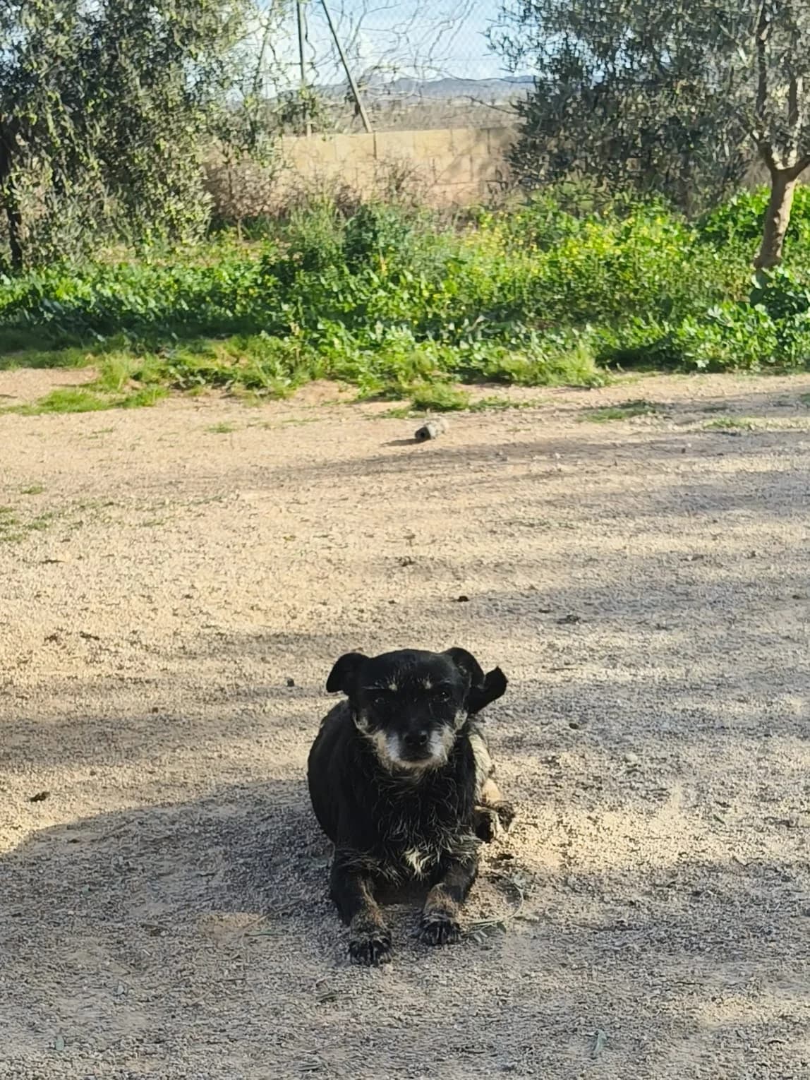 Mili, female Mixed Breed for adoption at Stichting Huis voor Dieren