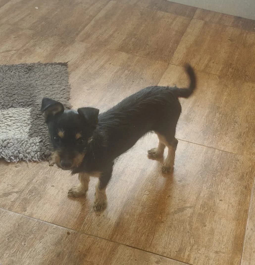 Nova, puppy Mixed Breed for adoption at Stichting Huis voor Dieren