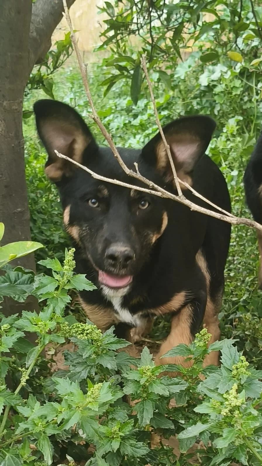 Toni, male puppy Mixed Breed for adoption at Stichting Huis voor Dieren