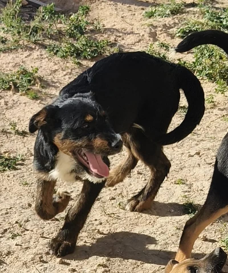 Taco, male puppy Mixed Breed for adoption at Stichting Huis voor Dieren