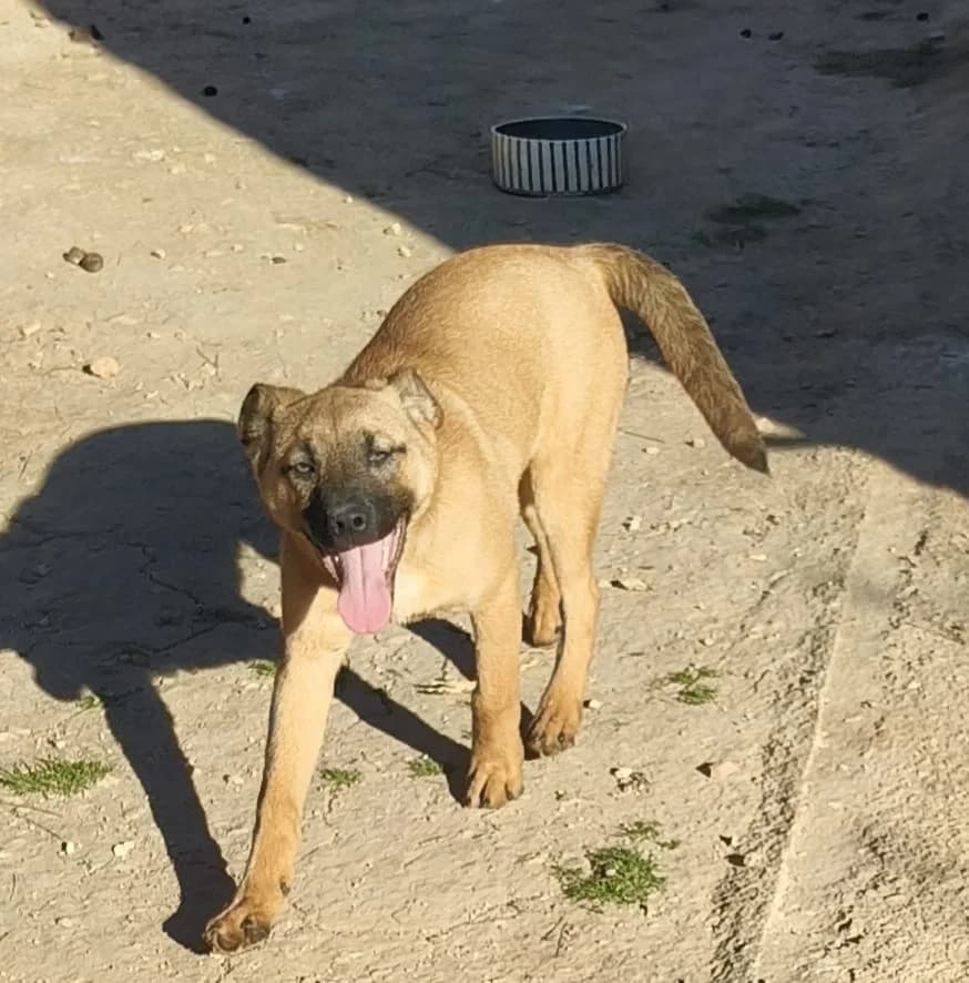 Feliz, female puppy Mixed Breed for adoption at Stichting Huis voor Dieren