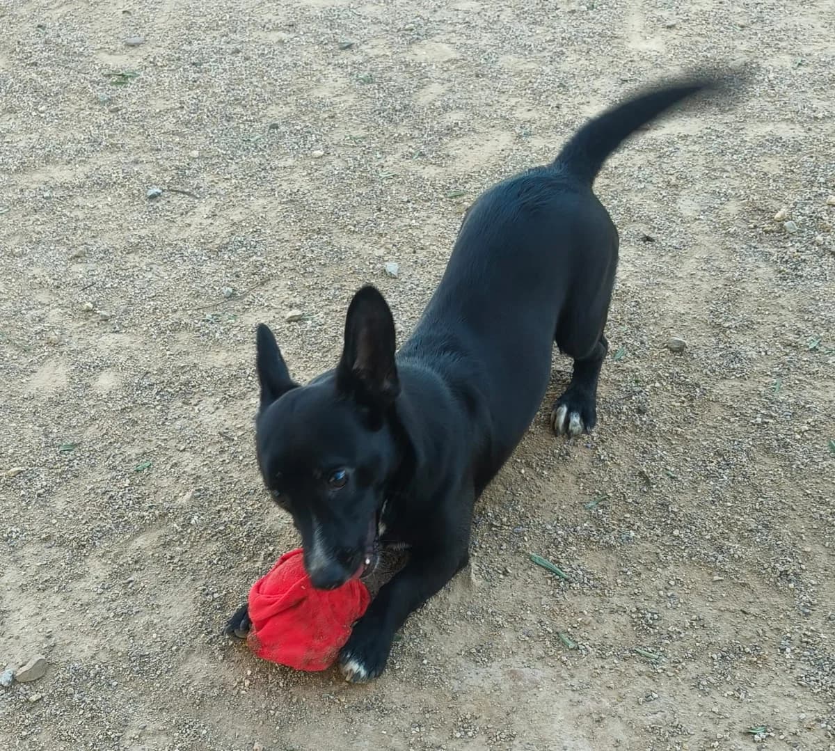Tico, male puppy Mixed Breed for adoption at Stichting Huis voor Dieren