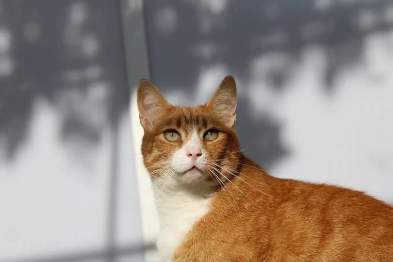 Ozz, male 5yo Mixed Breed for adoption at Jochem Stichting