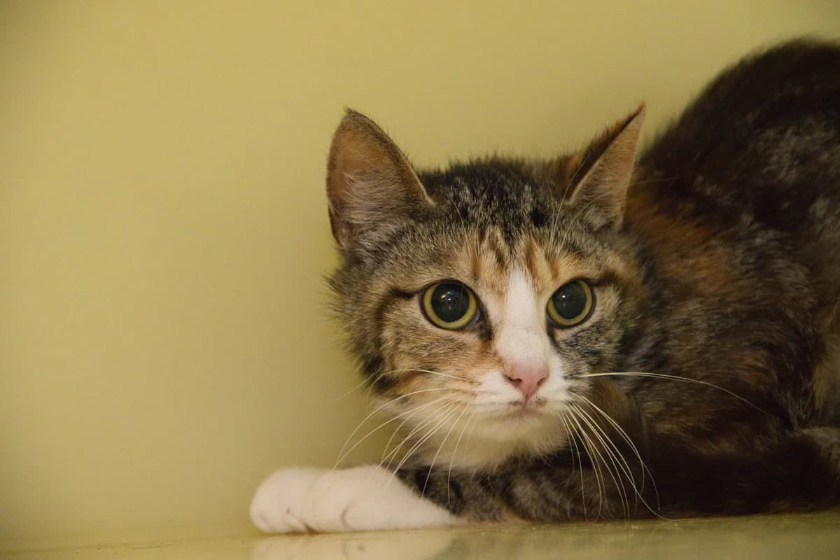 Chippie, female Mixed Breed for adoption at Kat in Nood