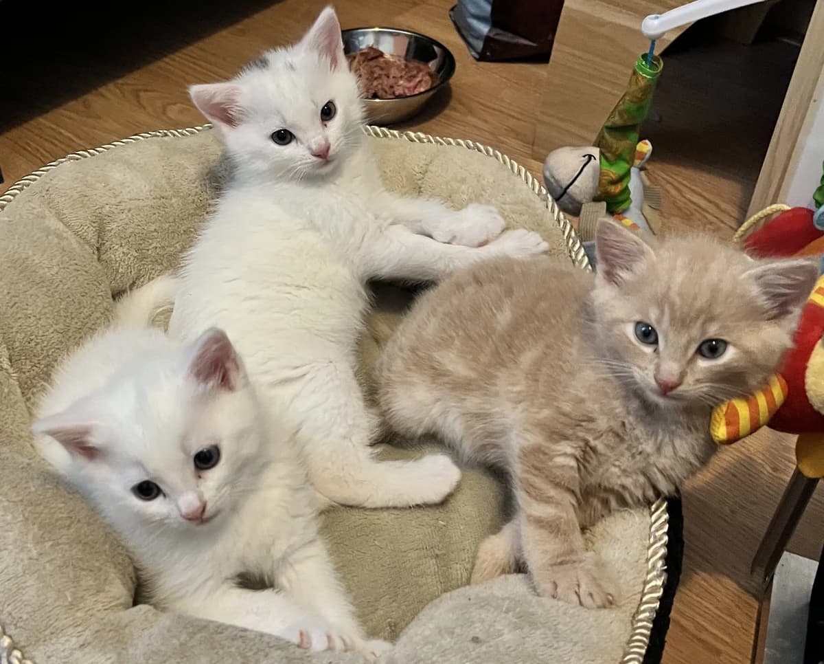 Chris, Cally en Cleo, male Mixed Breed for adoption at Kat in Nood