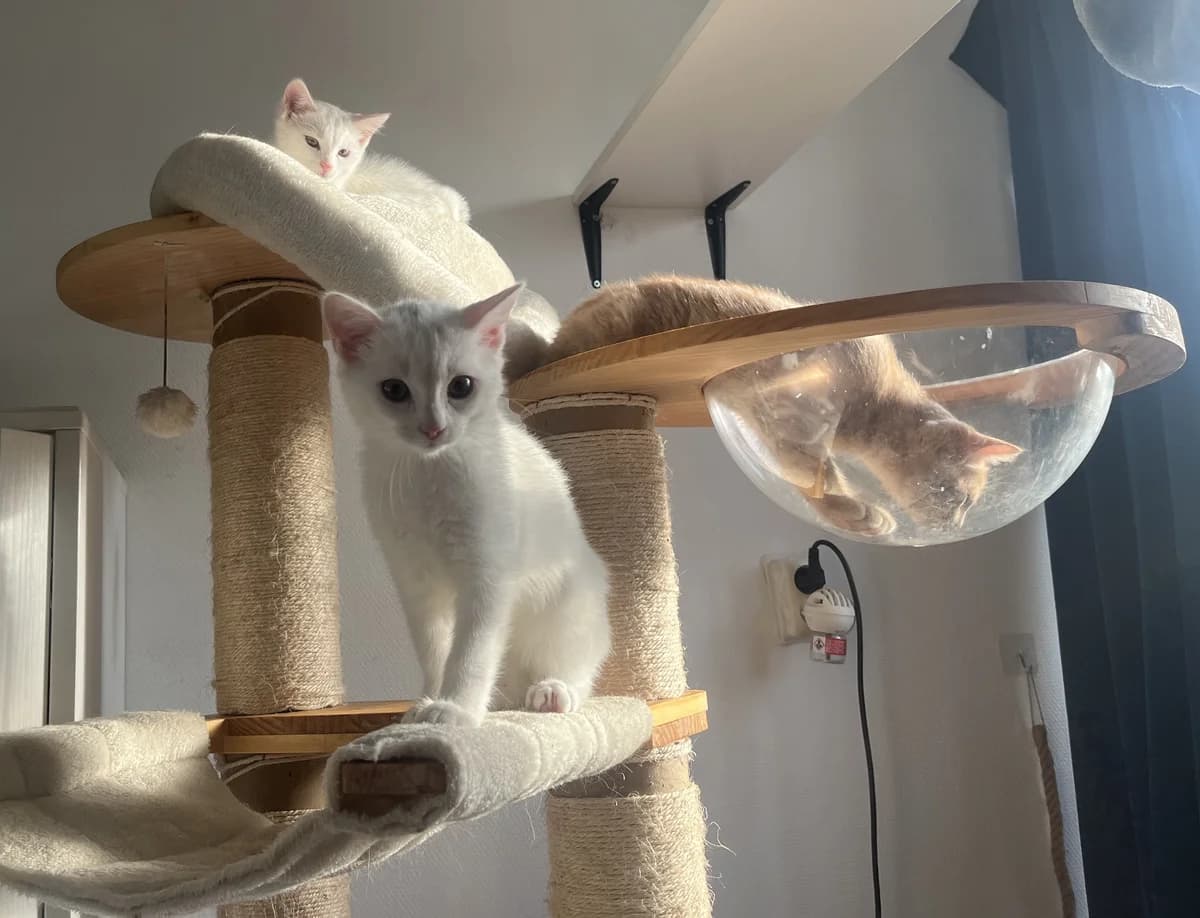 Chris, Cally en Cleo, male Mixed Breed for adoption at Kat in Nood