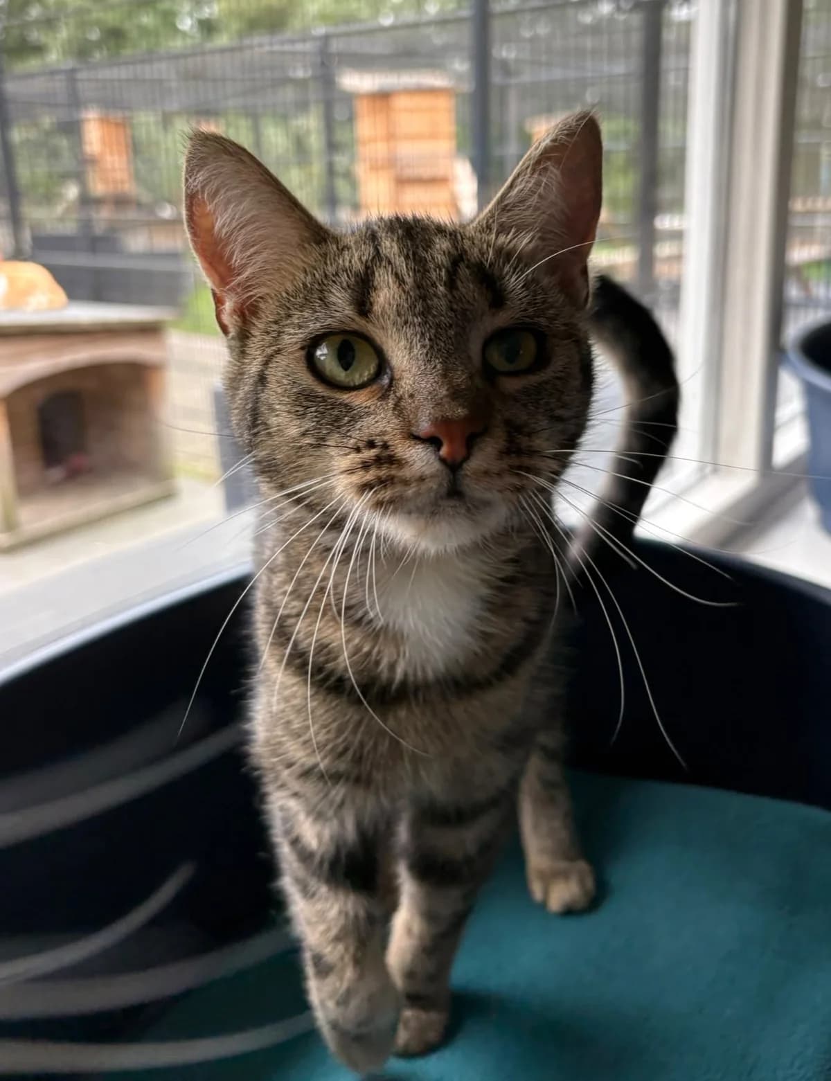 Dotje, female Mixed Breed for adoption at Kat in Nood