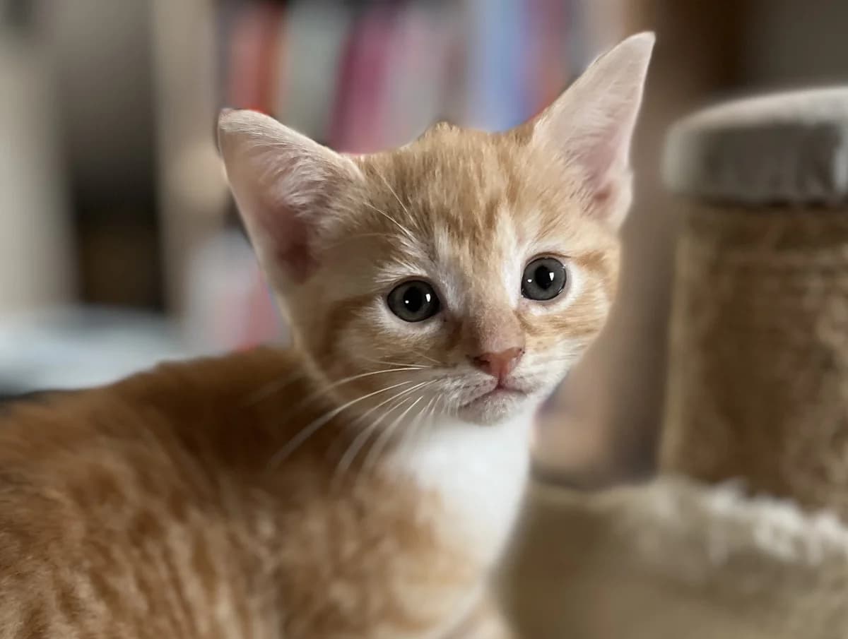 Gita, male Mixed Breed for adoption at Kat in Nood