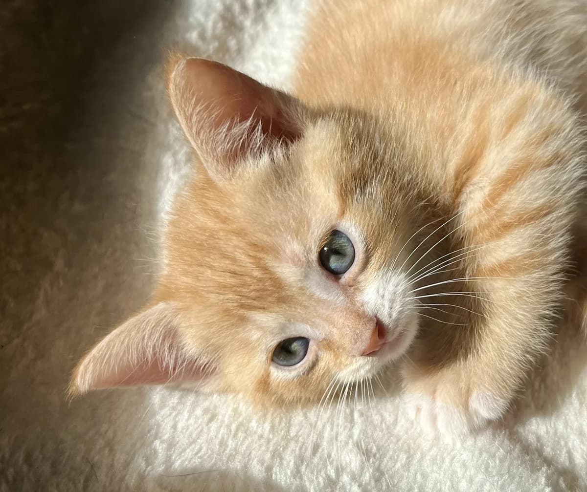 Glyn, female Mixed Breed for adoption at Kat in Nood
