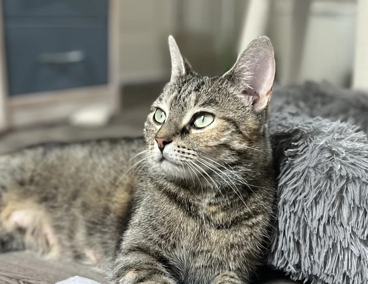 Gnocchi, female Mixed Breed for adoption at Kat in Nood