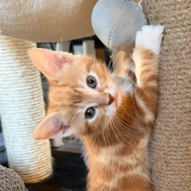 Gompy, female Mixed Breed for adoption at Kat in Nood