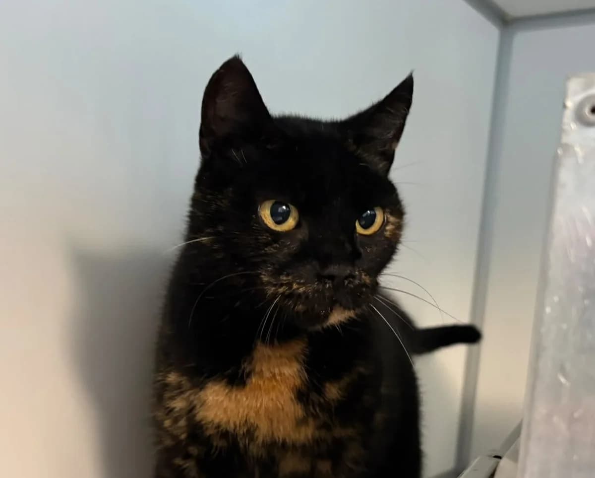 Himari, female 5yo Mixed Breed for adoption at Kat in Nood