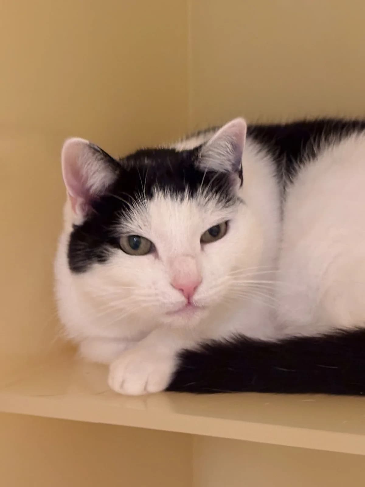 Julia, female Mixed Breed for adoption at Kat in Nood