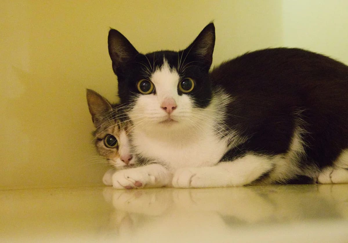 Maris, female Mixed Breed for adoption at Kat in Nood