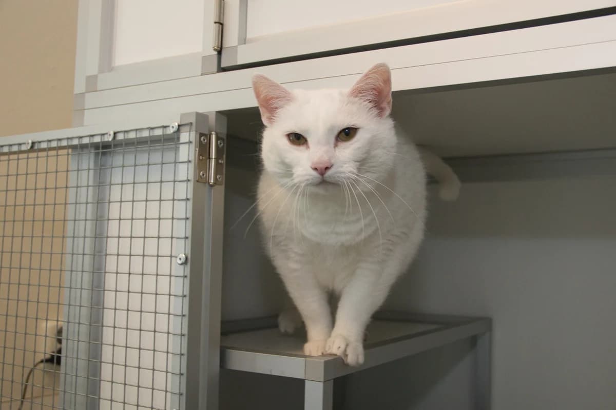 Missy, female senior Mixed Breed for adoption at Kat in Nood