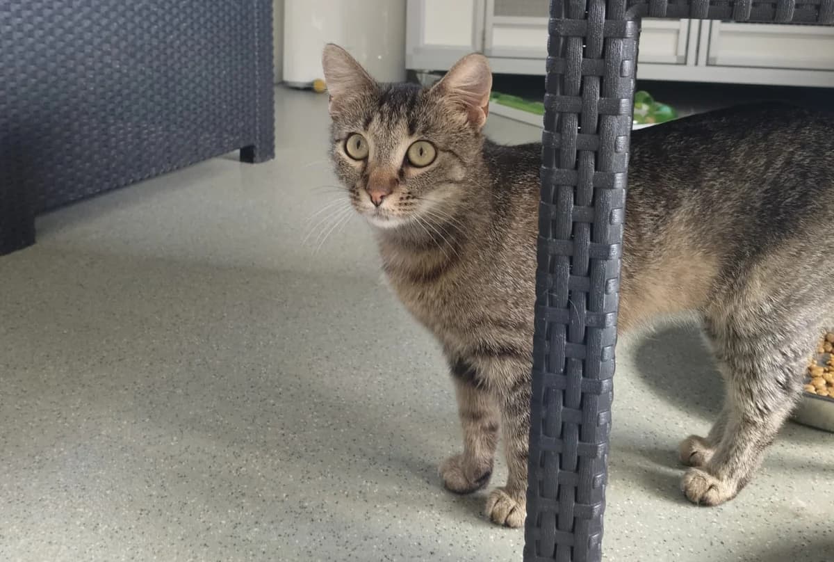 Misty, female Mixed Breed for adoption at Kat in Nood