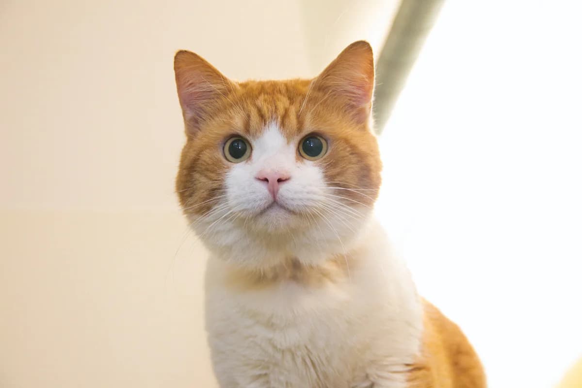 Omnibus, male Mixed Breed for adoption at Kat in Nood