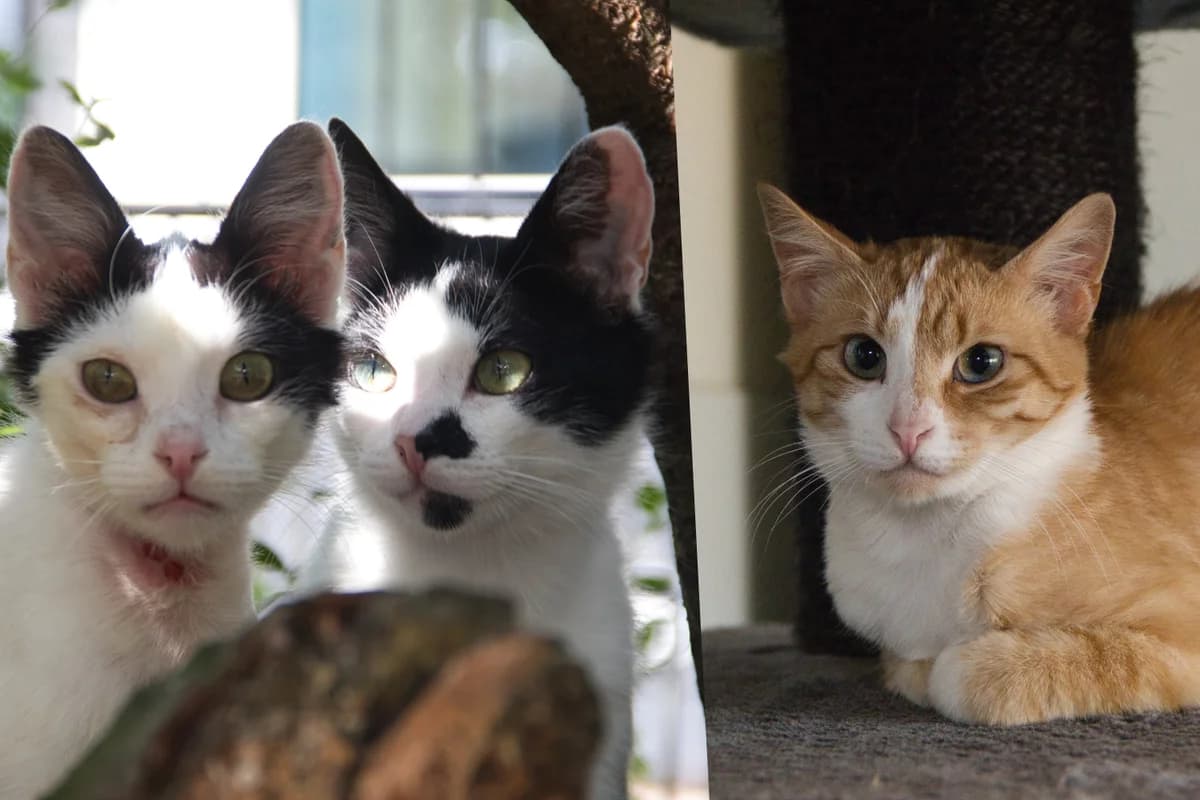 Pim, Puk en Pino, male Mixed Breed for adoption at Kat in Nood