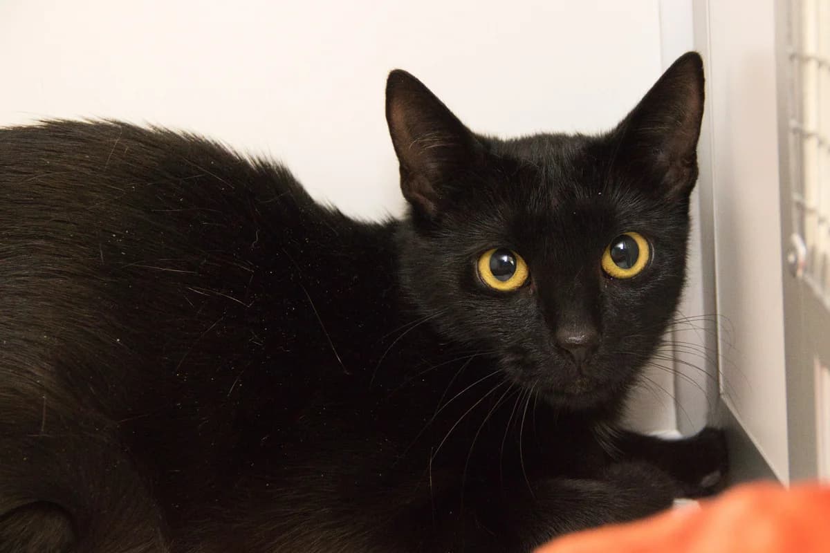 Pumpkin, female Mixed Breed for adoption at Kat in Nood