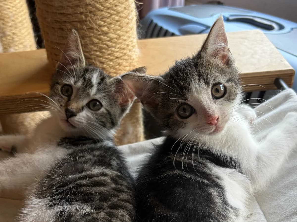 Teun en Tinus, male puppy Mixed Breed for adoption at Kat in Nood