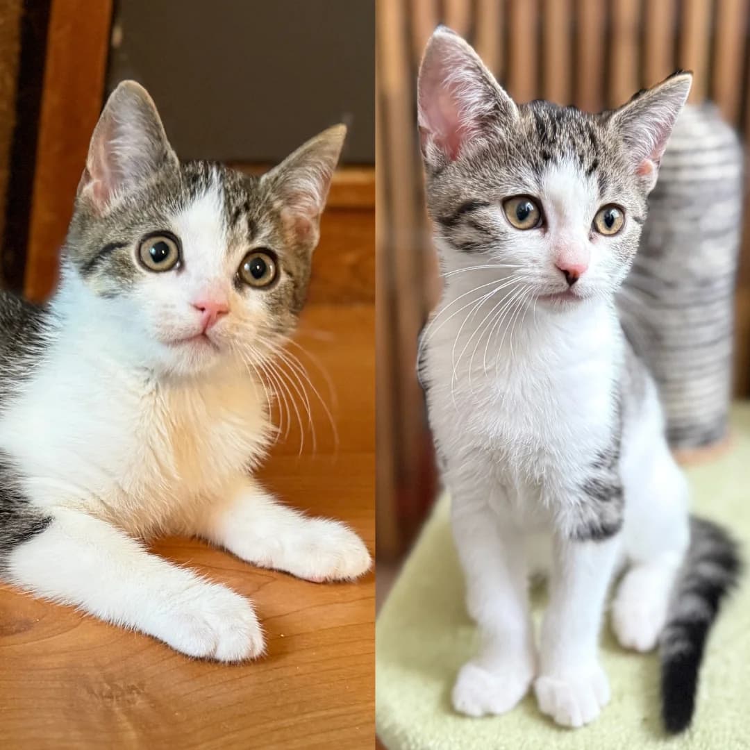 Thijs en Troy, male Mixed Breed for adoption at Kat in Nood