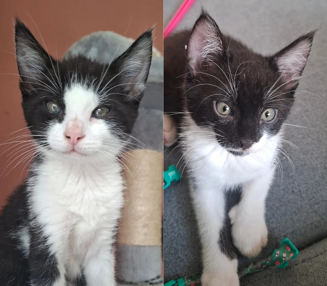 Tim en Tom, male puppy Mixed Breed for adoption at Kat in Nood