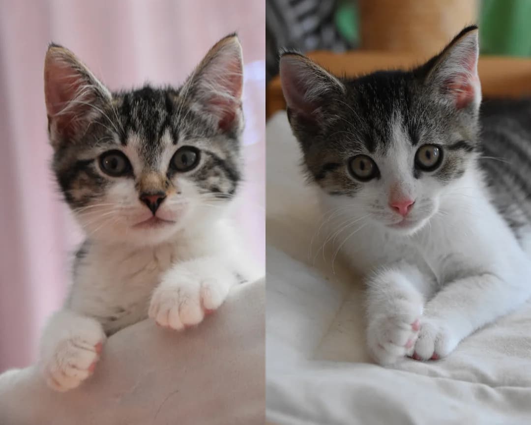 Tristan en Tycho, male puppy Mixed Breed for adoption at Kat in Nood