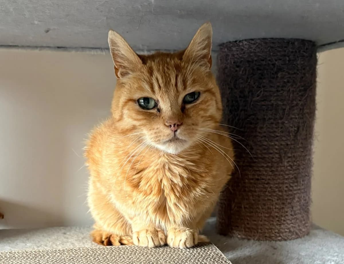 Vosje, male Mixed Breed for adoption at Kat in Nood