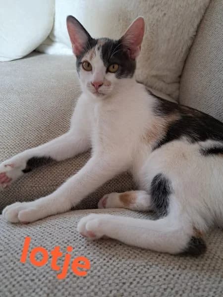 ONDER OPTIE DP Lotje, female puppy Mixed Breed for adoption at Katimo, Venlo