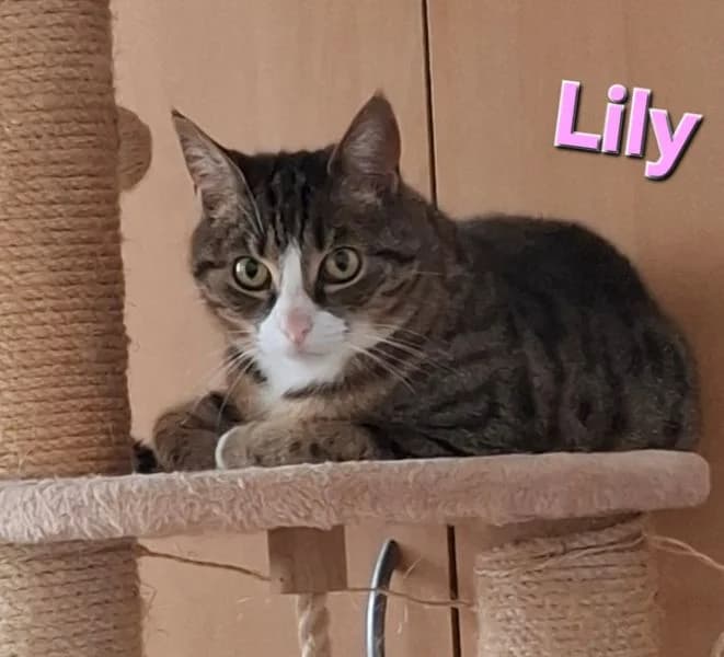 Lily, female Mixed Breed for adoption at Katimo, Venlo